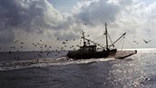 Garnalenvisser. Foto: Beeldbank RWS