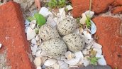 Nest van de bontbekplevier op dam 3 tussen het puin